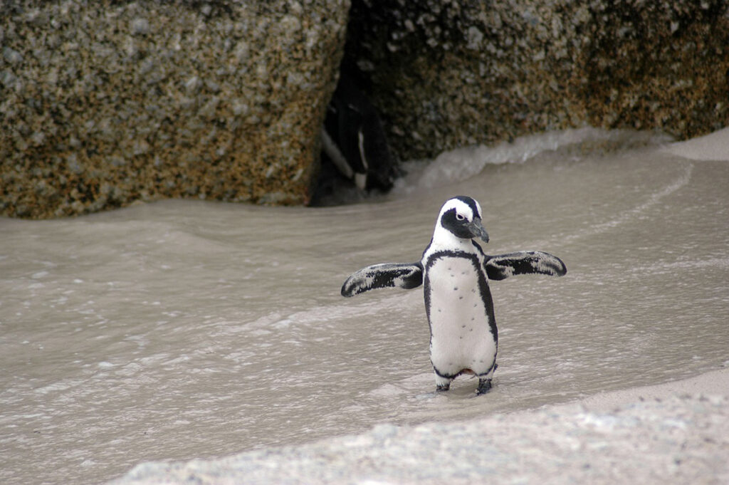 pinguim de magalhães na praia