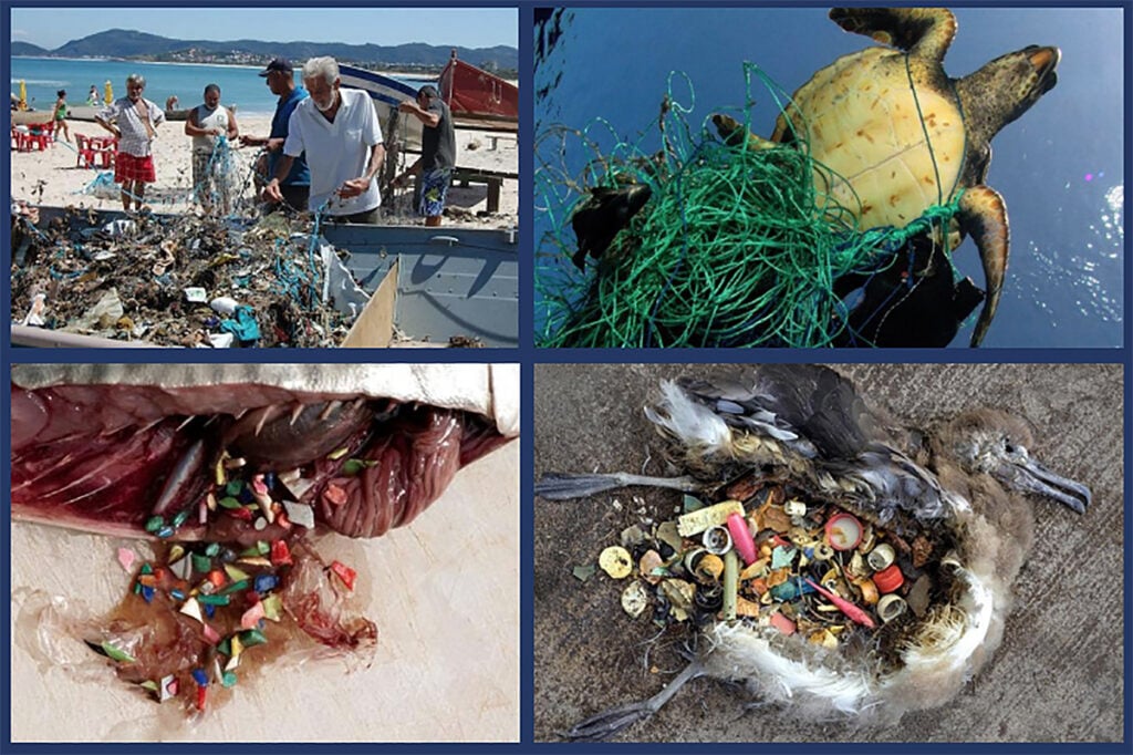 projeto mar sem lixo plástico animais marinhos