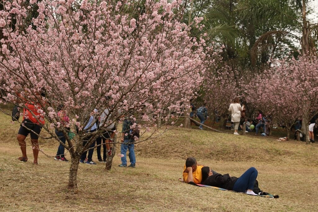 Festa das Cerejeiras