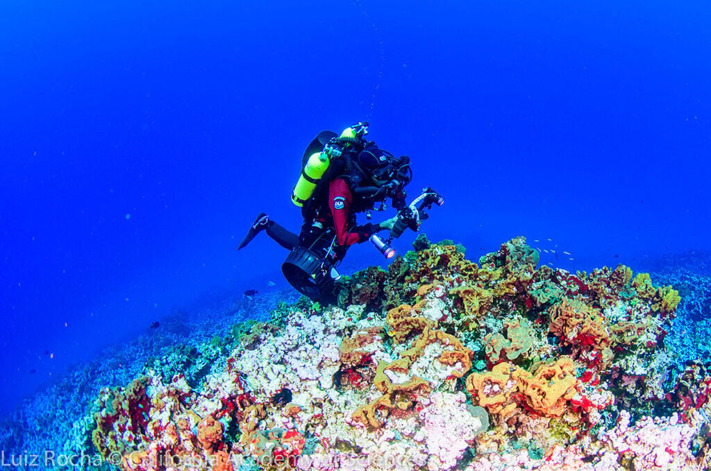 pesquisador recife vida marinha