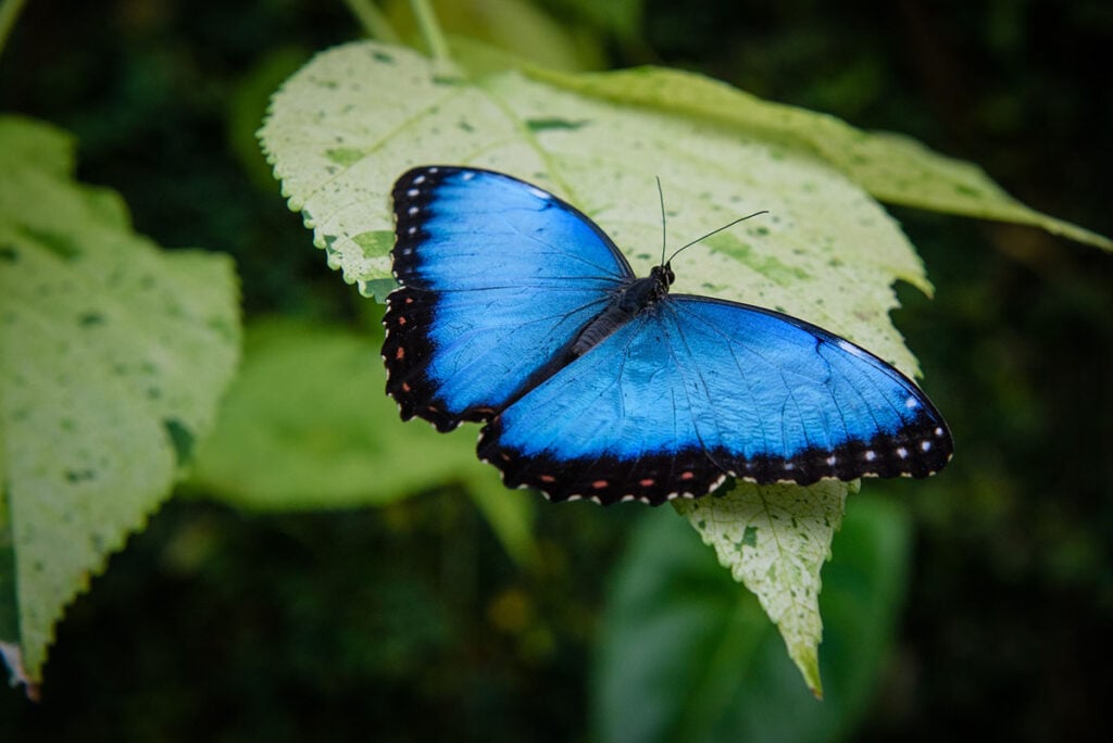 borboleta azul