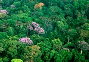 floresta tropical
