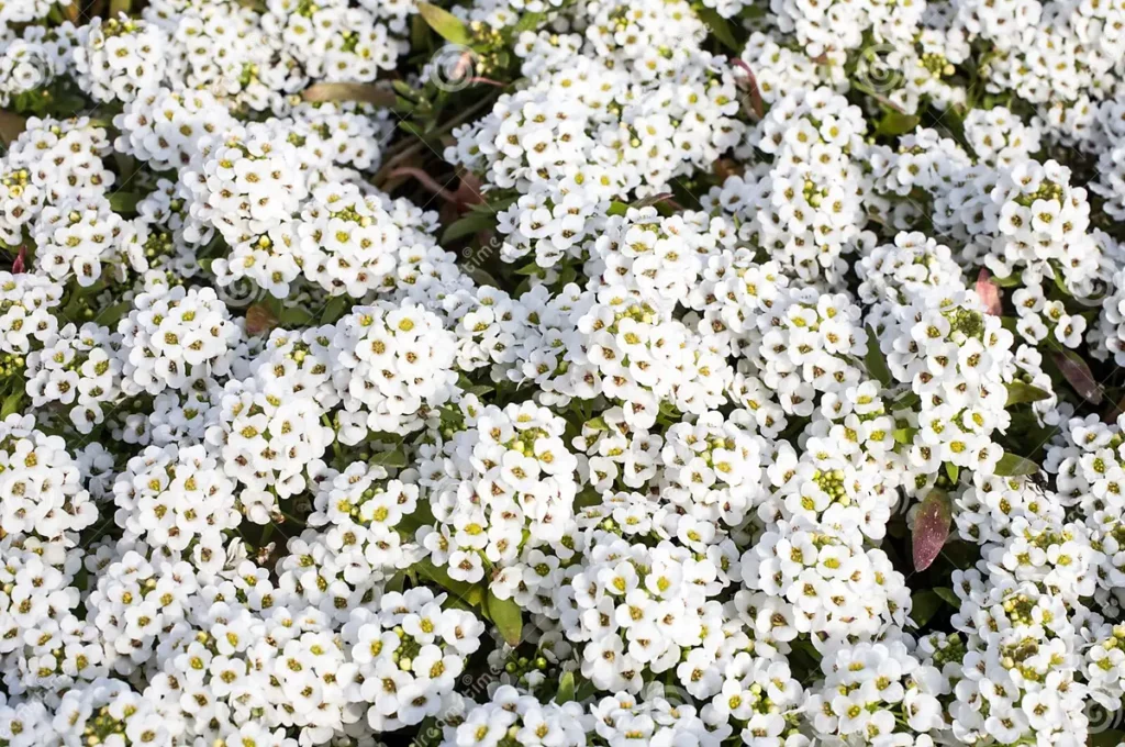 Alyssum Compactum Branco Flor Branca