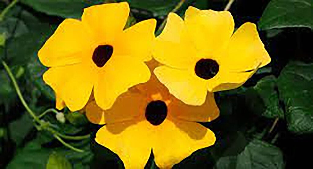 amarelinha flor