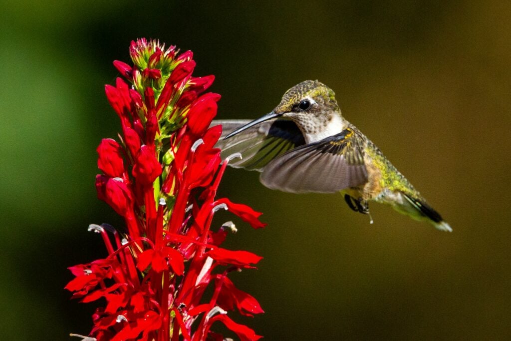 flor de cardeal