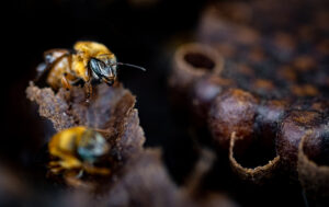 abelha nativa sem ferrão uruçu amarela