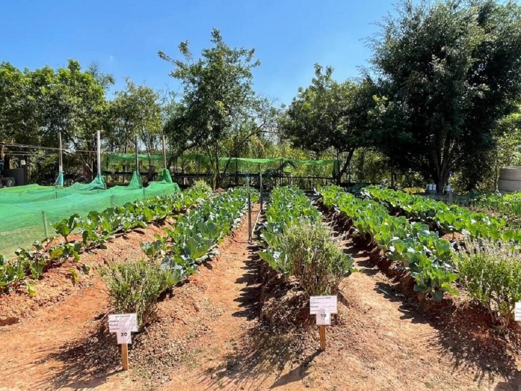 Barueri horta