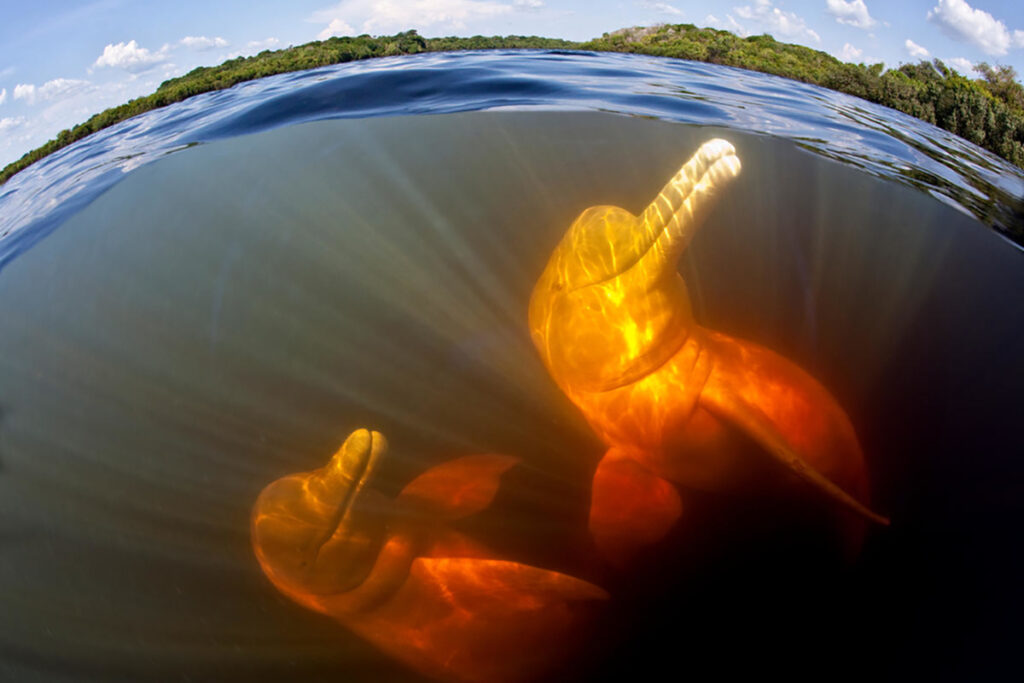 botos amazônicos