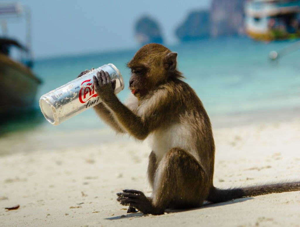 macaco com lata de refrigenrante