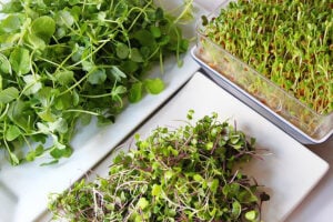 salada de microverdes microgreens