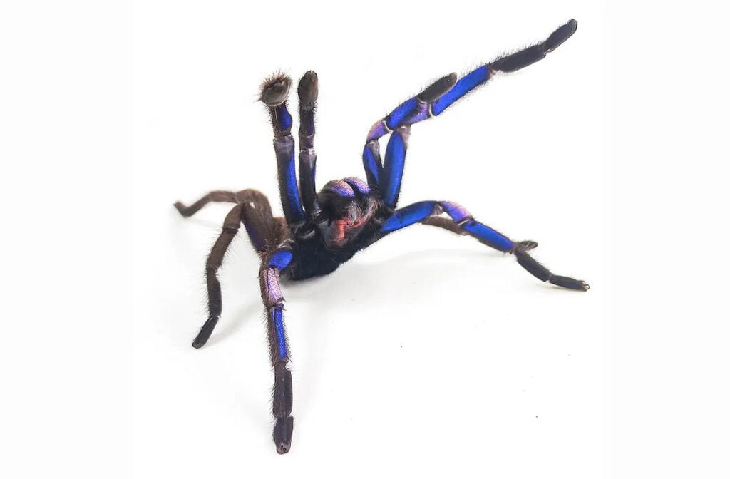 tarântula azul elétrica