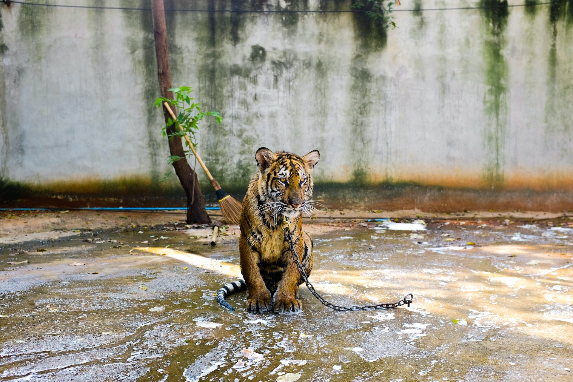 Tigre A Design Animal - Foto gratuita no Pixabay - Pixabay