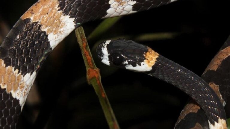 “Grito” de cobra é registrado pela 1ª vez na América do Sul
