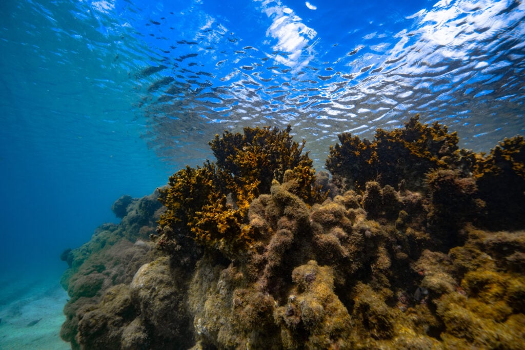 corais recifes