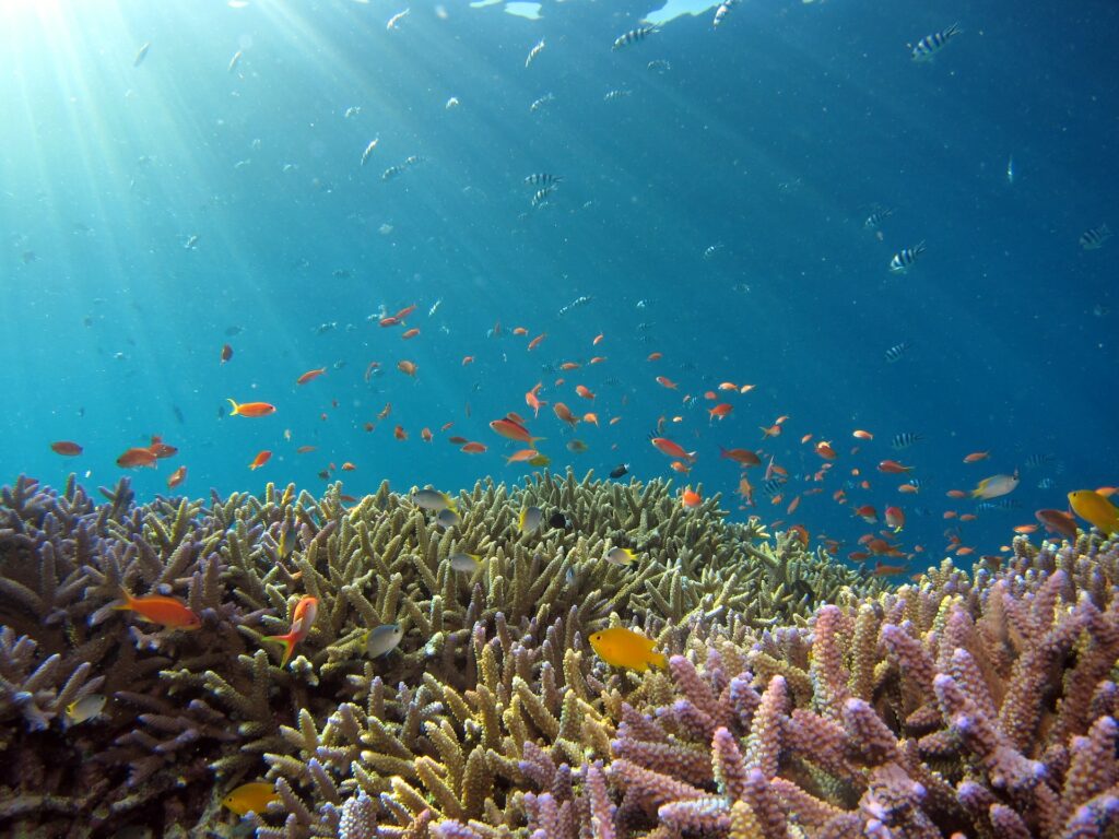 recife corais biodiversidade