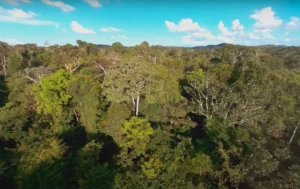 agrofloresta amazonia