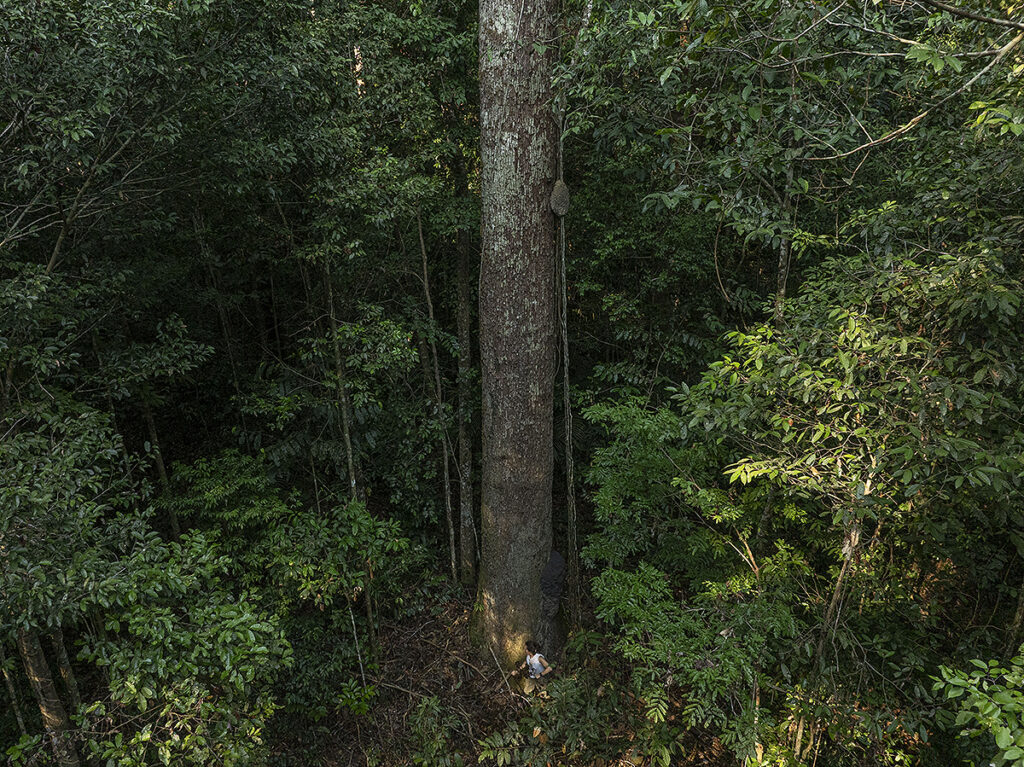 árvore gigante Amazônia