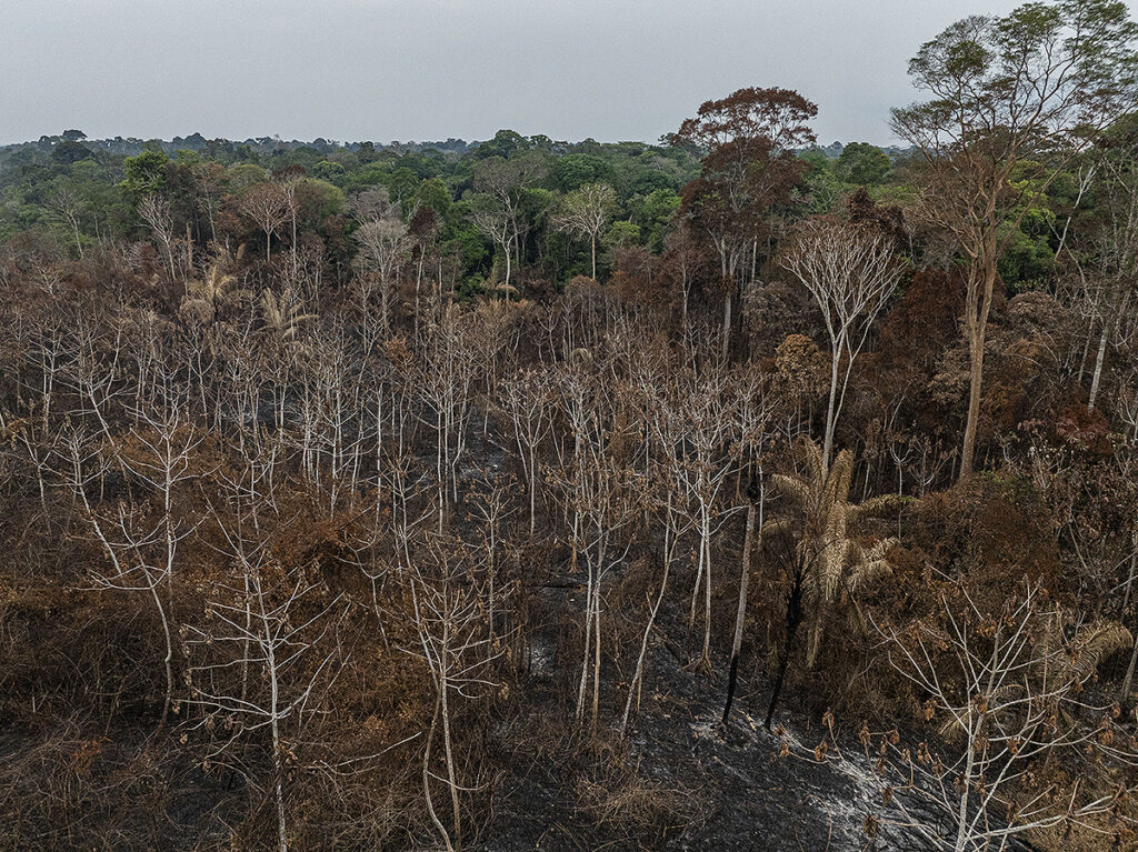 Floresta queimada Amazônia