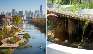 Montagem de fotos mostrando o projeto de jardins flutuantes da Wild Mile, no Rio Chicago.