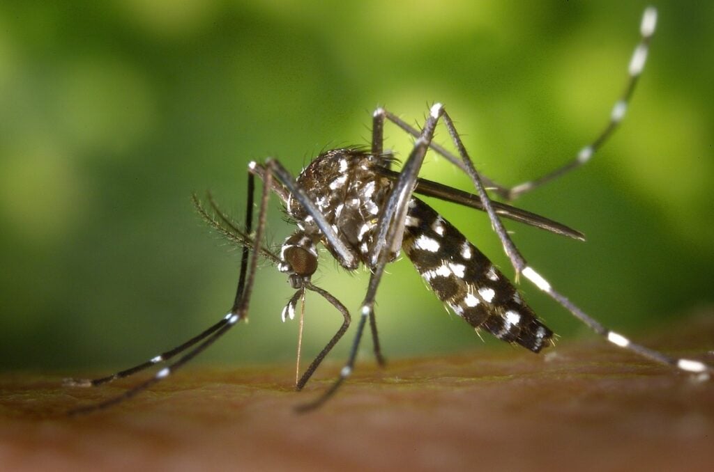 El Niño dengue