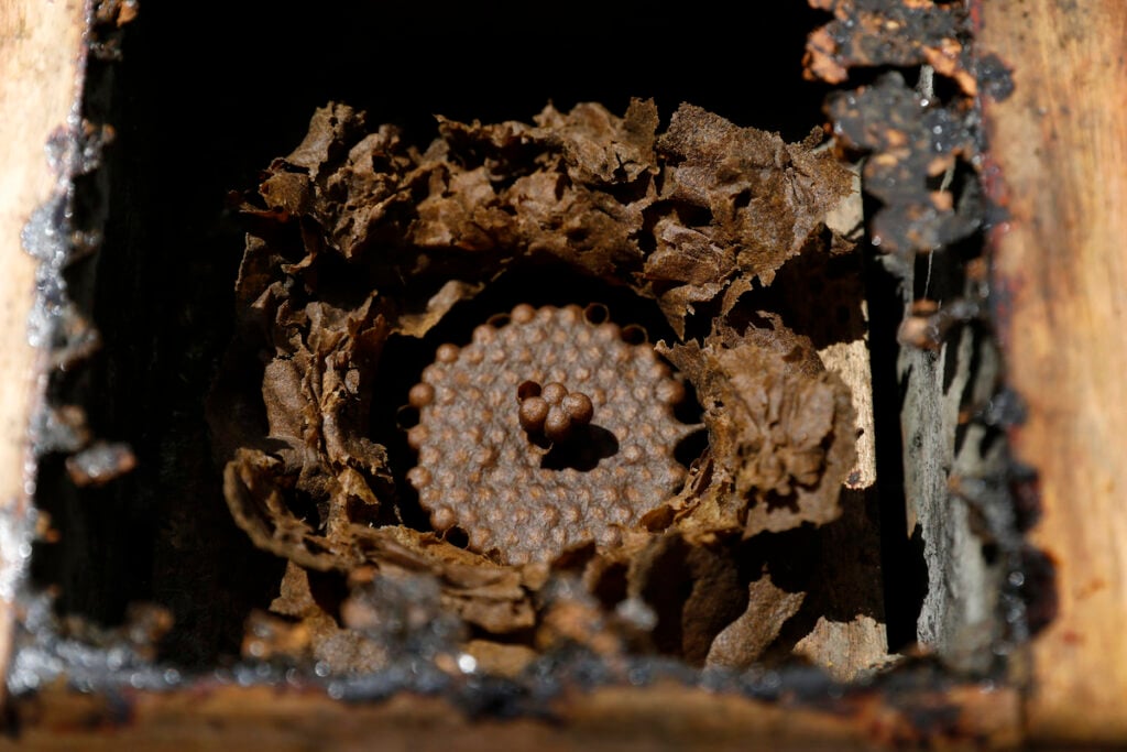 biofábrica abelhas sem ferrão
