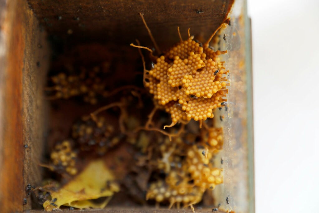 biofábricas abelhas sem ferrão