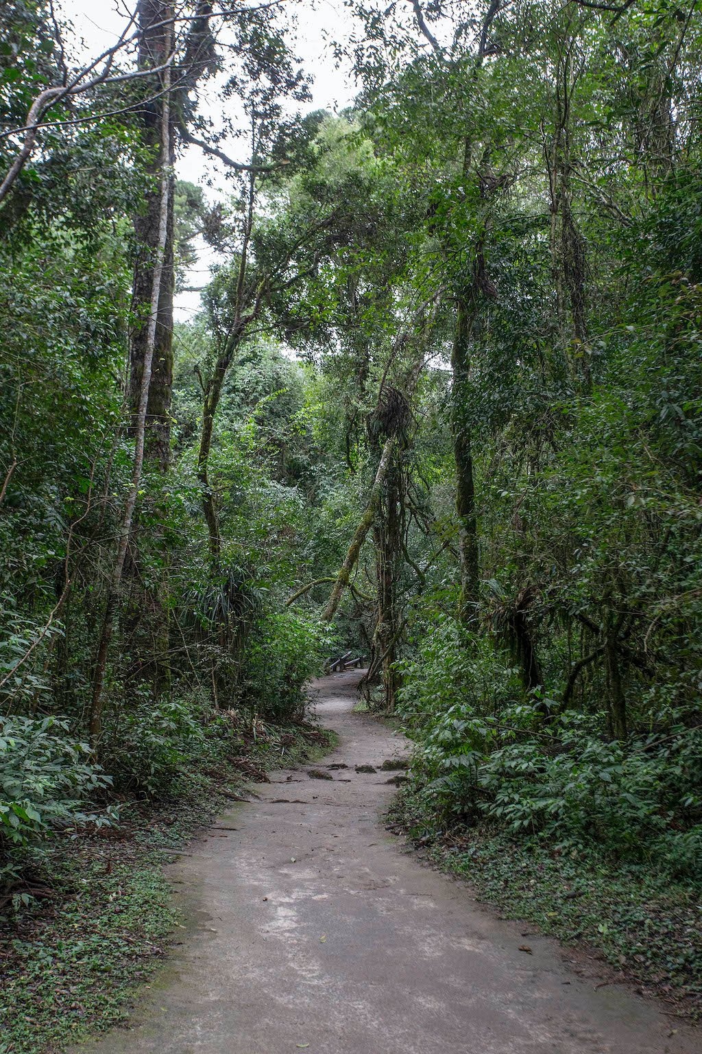 bosque Curitiba