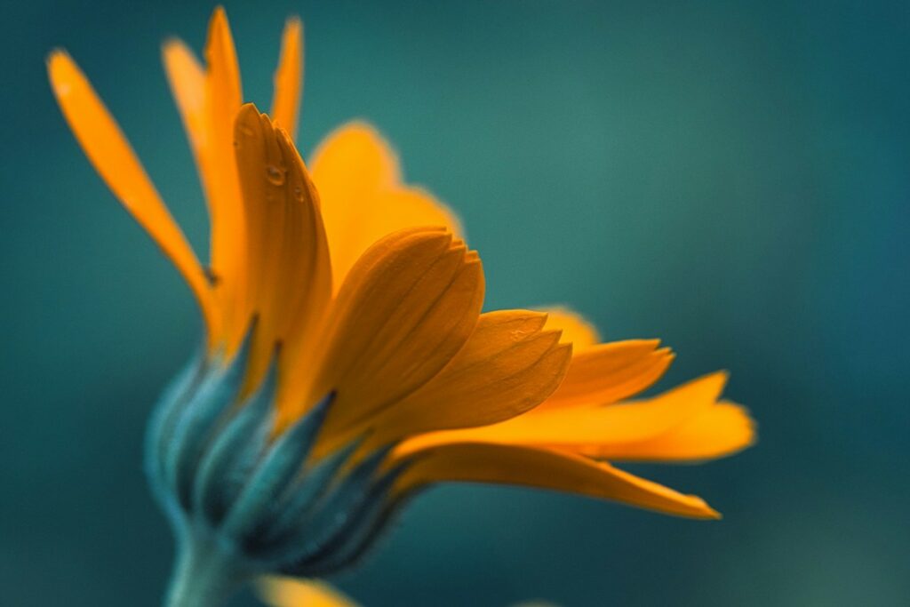 flores comestíveis