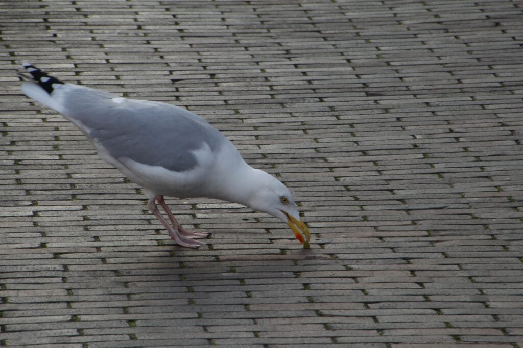 gaivota em área urbana de Amsterdã, Holanda.