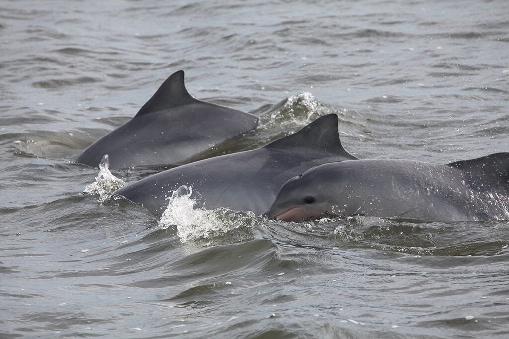 golfinhos em cananéia