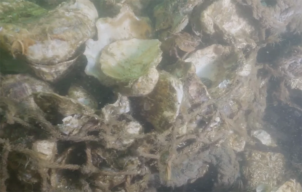ostras recife hong kong