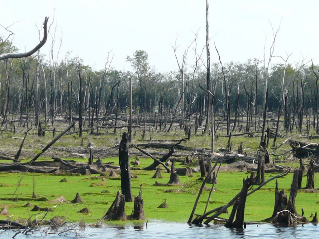 Amazônia colapso