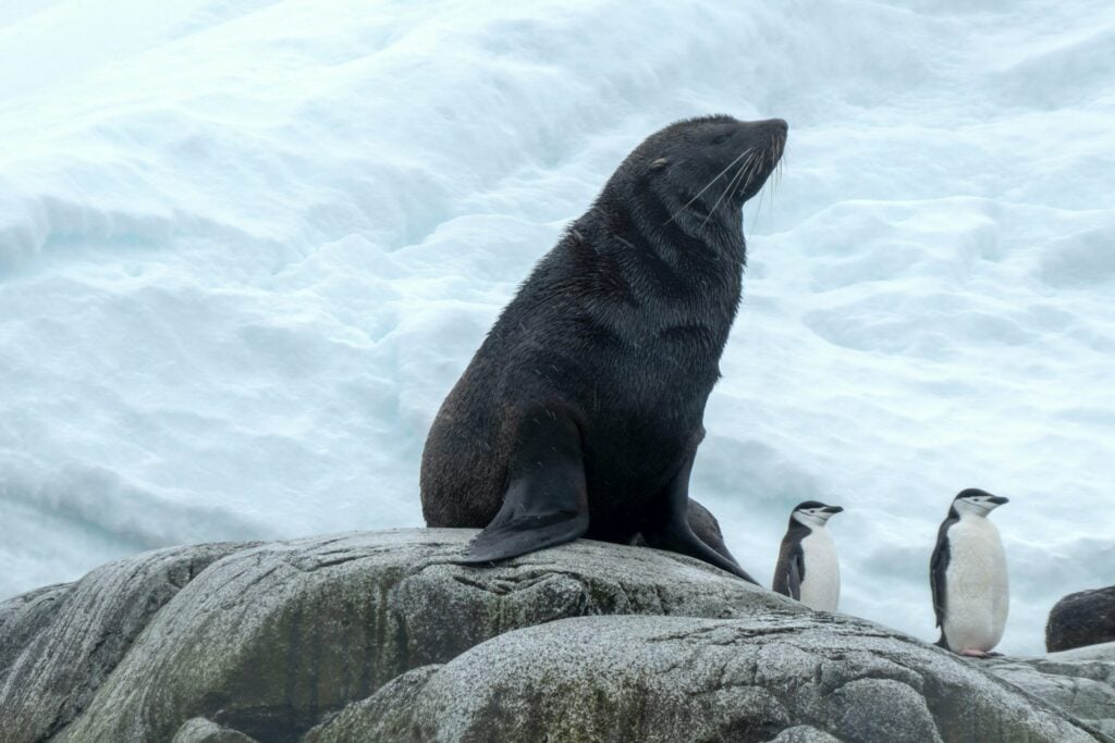 focas pinguins gelo