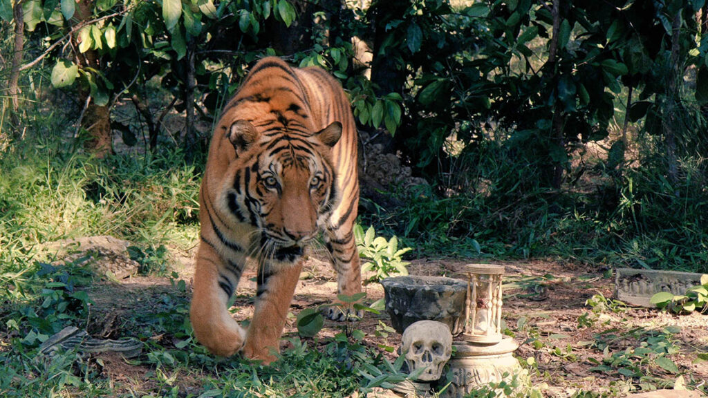 tigre Protetores do Planeta Terra