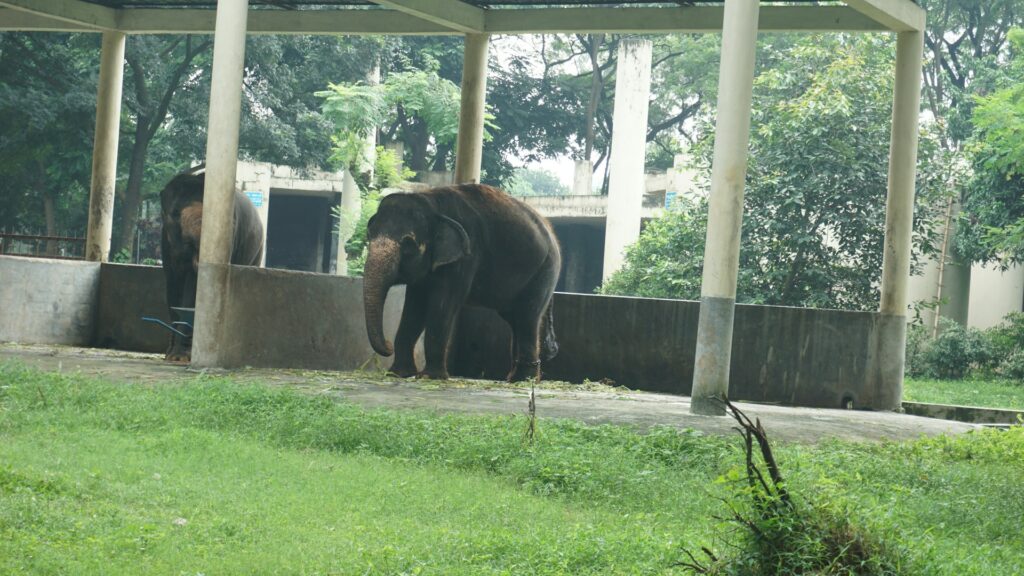 Elefantes em zoológico de Bangladesh