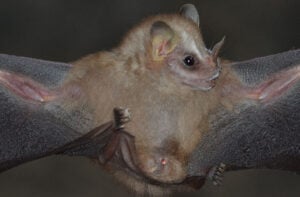 nova espécie de morcego