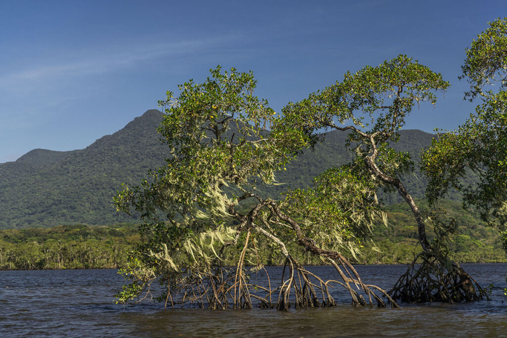 Brasil lança programa de conservação e uso sustentável dos manguezais