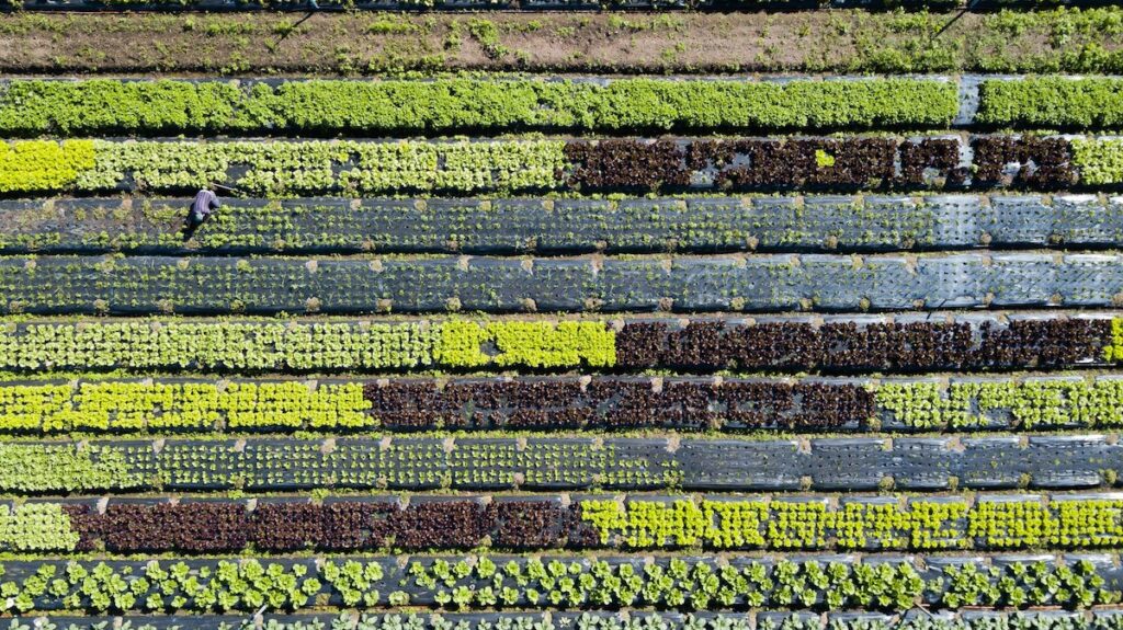 alimentos saúde