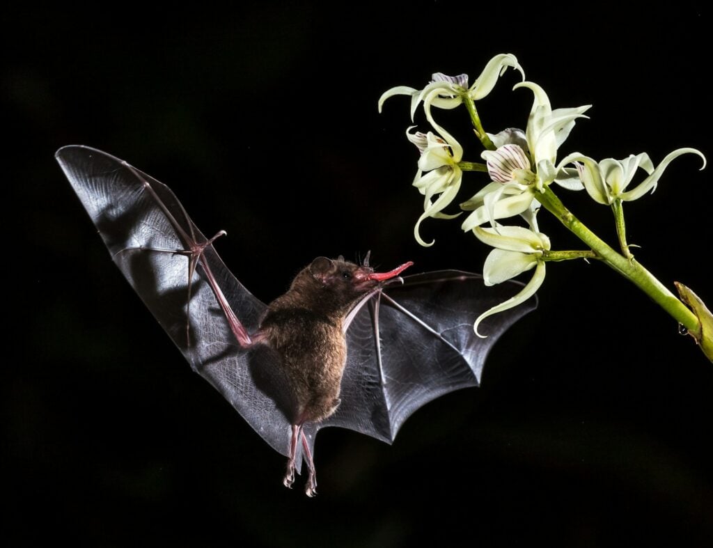 Morcegos trazem benefícios para agricultura e conservação