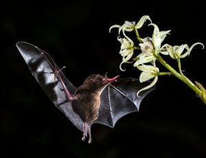 morcego flor