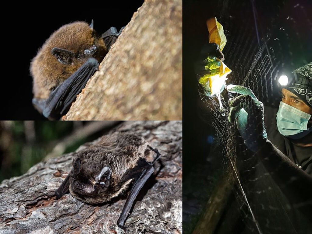 pesquisa com morcegos na Ilha da Madeira