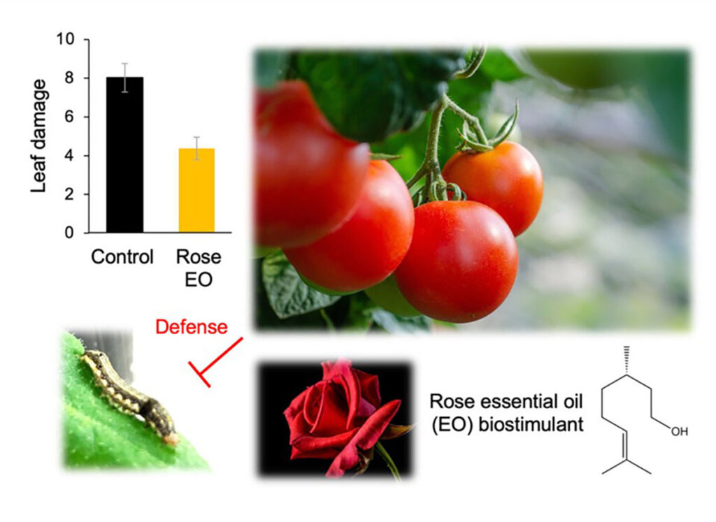 tomate óleo essencial de rosas