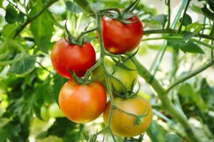 tomateiro tomates