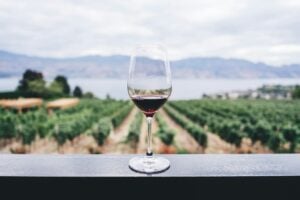 vinho vinícola