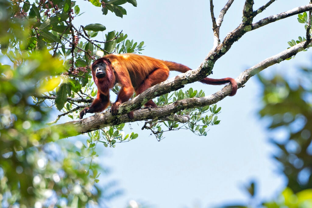 primata amazonia fernanda abra 