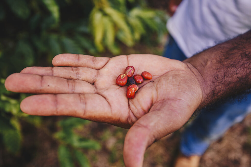 café agrofloresta