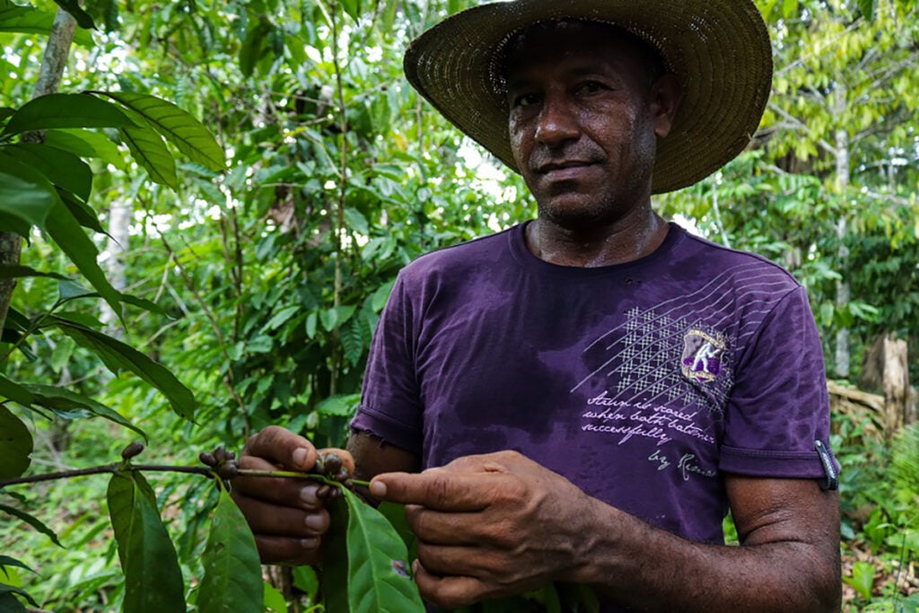 produção de café em agrofloresta