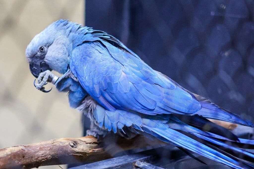 ararinha-azul SP