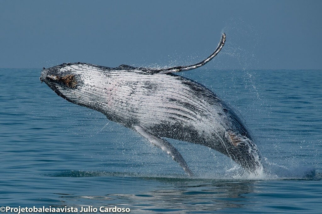 Começa a temporada de avistamento de cetáceos no litoral de SP