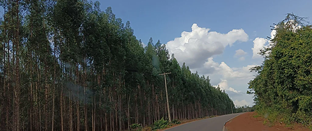 desmatamento monocultura de árvores